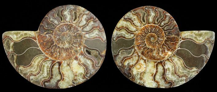 Cut & Polished Ammonite Fossil - Agatized #69015